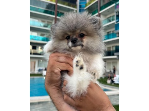 Pomeranian boo dişi tea cup
