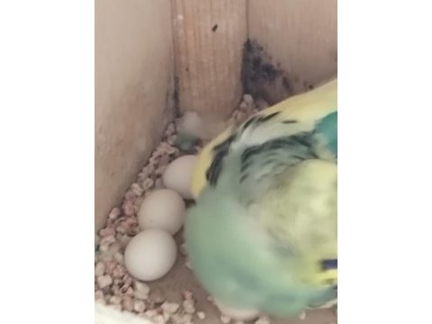 1 yaşında yumurtalı çift muhabbet kuşu