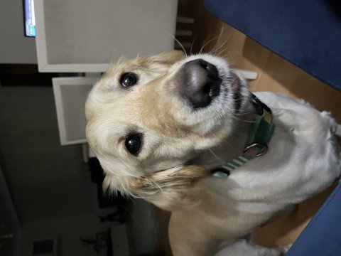 4 yaşında köpeğimiz adı ayran, sahiplendirmek istiyoruz