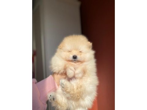 Erkek pomeranian yavrumuz