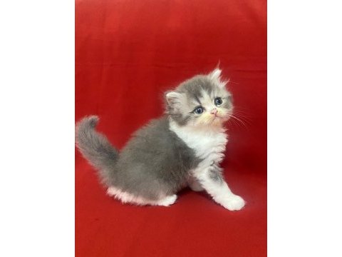 6 adet bi color silver shaded ve silver point kedimiz