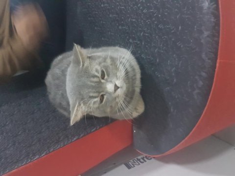 3 yaşında erkek kedim