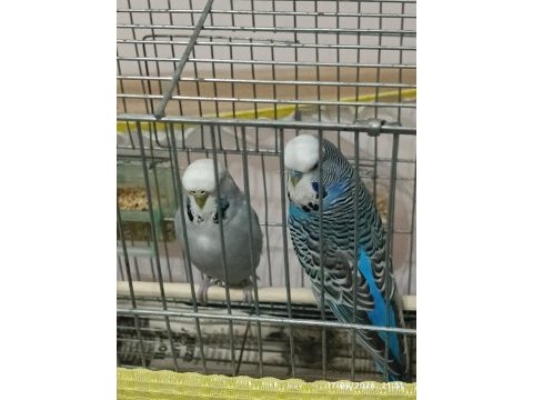 Jumbo takımı muhabbet kuşlar