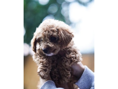 Safkan toy poodle