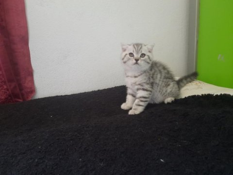 Bayram şekerleri scottish fold