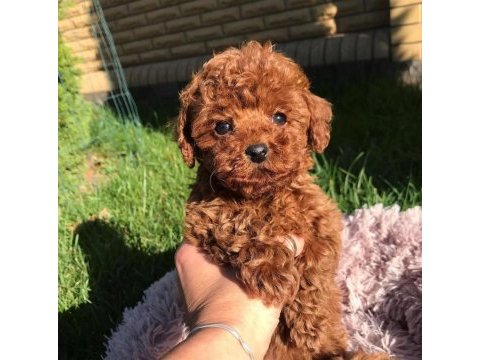Safkan ırk kore poodle yavruları
