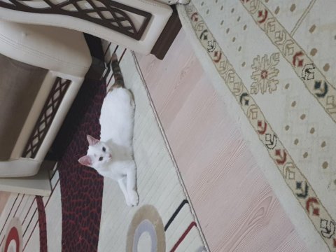 Anne norveç orman kedisi melez adı kıymet