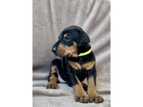 Safkan doberman yavruları – şampiyon kan hattı