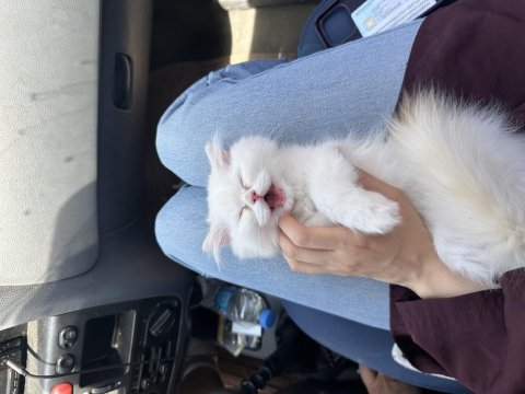 Oyuncu ve sevecen scottish longhair yavru