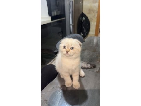 Oldukça tatlı bebek scottish fold