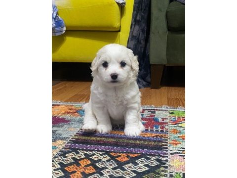 Yavrularımız 45. gününü doldurmuştur maltese