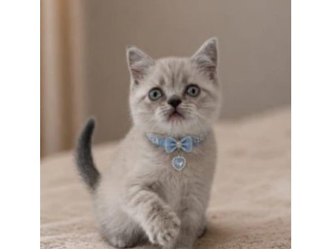Son 2,5 aylık erkek british shorthair