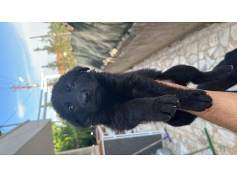 Orjinal saf alman kurdu yavruları teslime hazır