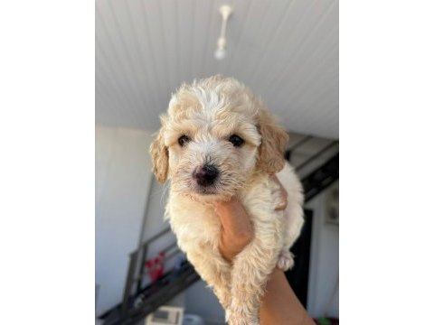Maltipoo yavrular teacup bebekler