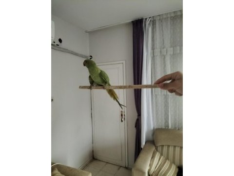 Pakistan papağanı 4 aylık