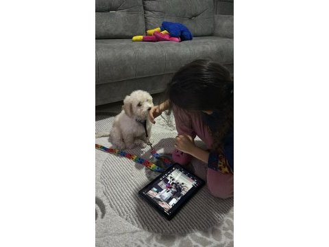 Bebek maltipoo