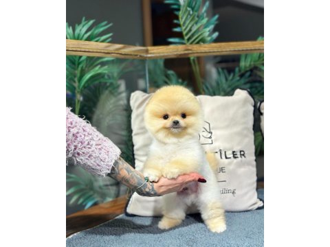 Ailenizin yeni üyesi pomeranian boo yavrularımız