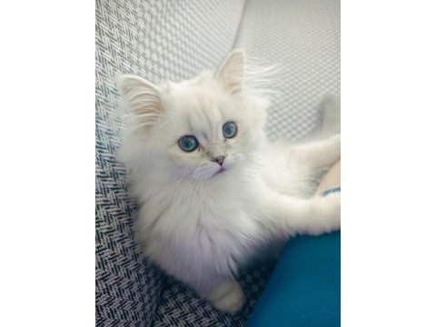 Maviş göz british longhair