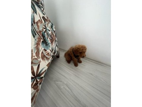 Koyu renk dişi poodle