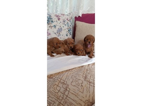 Toy poodle bebekler ev üretimi safkan kore kan çorlu