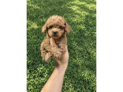Toy poodle yavrumuz