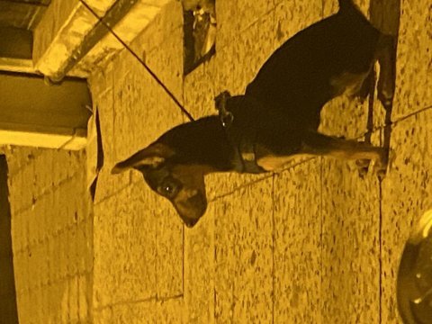 1 numara safkan pinscher 5 aylık
