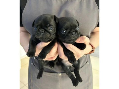 Pug mops yavrularımız