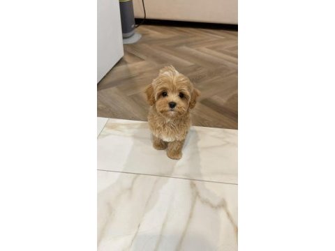Tualet eğitimli aşılı maltipoo yavrularımız