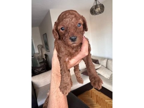 Red brown toy poodle yavrular
