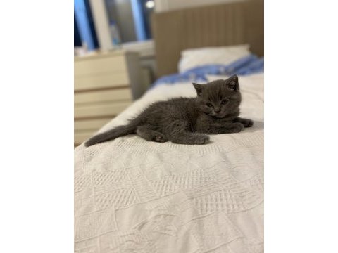 Orijinal british shorthair dişi