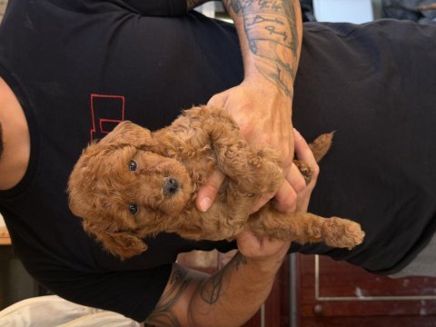 Premıum kalite toy poodle red brown yavrular