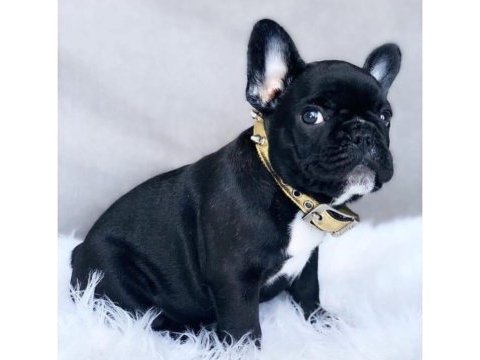 French bulldog köpeğimiz