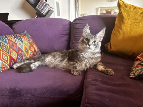 Muhteşem bir çocuk maine coon