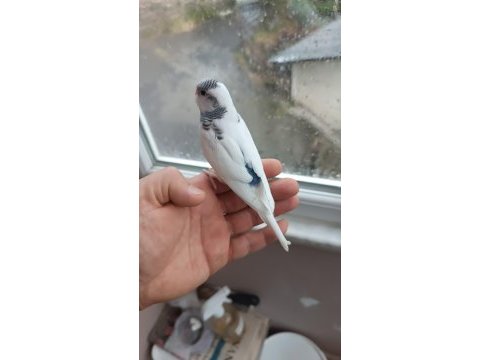 Yeni yeme düşmüş muhabbet yavrular ve takımlar