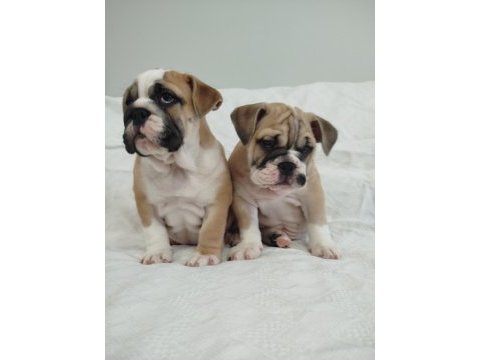 Türkiye'de en orjinal ingiliz bulldog bebekler