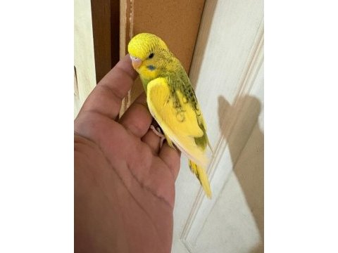 28 günlük kusursuz bebek muhabbet kuşu