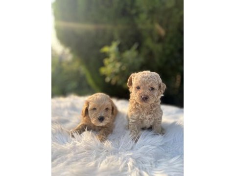 F2 maltipoo bebeklerimiz