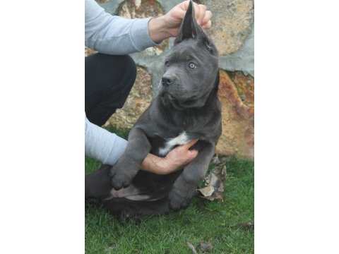 Üst kalite dev cane corso yavruları