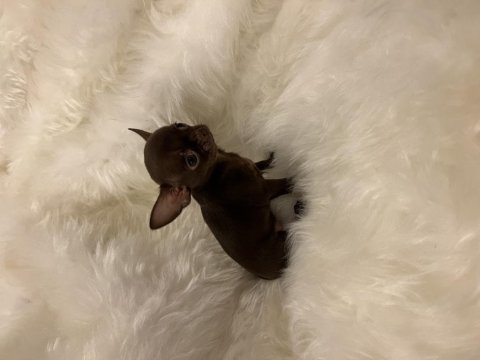 A kalite micro çikolata - teacup çikolata tan şivava dişiler