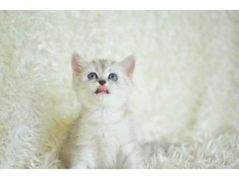 Oyuncak bebek silver british shorthair ns24