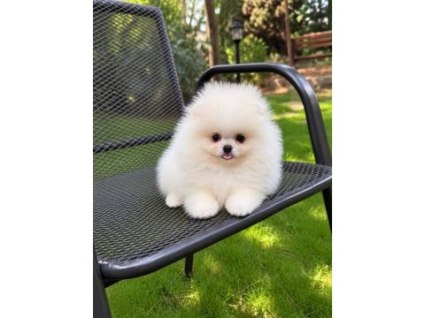Pomeranian boo üst düzey