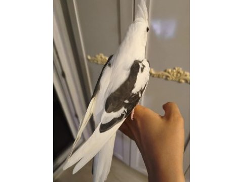Heavy kan hattına sahip white face sultan papağanı