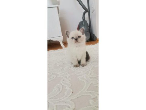 British longhair bebekler teslime hazır