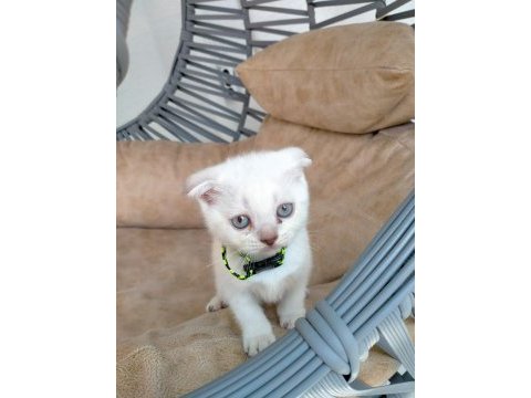 Kızımız yeni yuvasını arıyor scottish fold