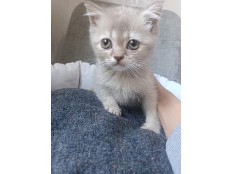 Blue point ve lilac british shorthair yavrularımız