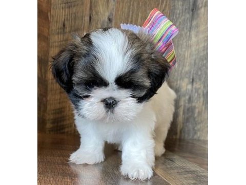 Dişi erkek shih tzu yavrularımız