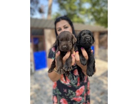 Çikolata labrador yavrularım