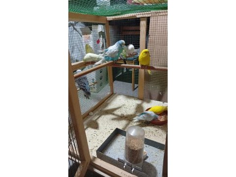 Garantili muhabbet kuşu temiz takımlar