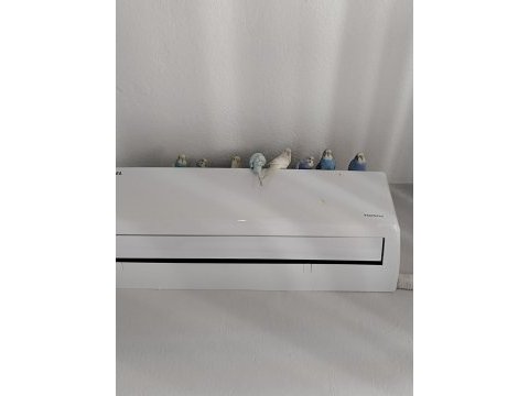 Muhabbet kuşu yavrularımıza yeni yuva