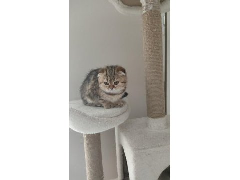 Scottish fold yavruları